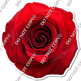 Red Rose w/ Variants