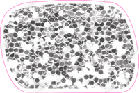 CU 23.5" Individuals - Light Silver Sparkle Dash