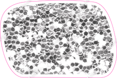 CU 23.5" Individuals - Light Silver Sparkle Dash