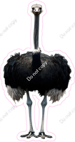 Ostrich