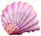 Pink Sea Shell 1