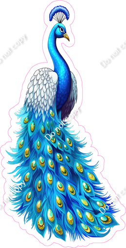 Peacock 2