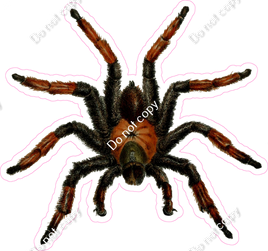 Tarantulas