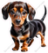 Dachshund Hound