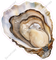 Oyster