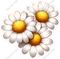 Three of Daisies