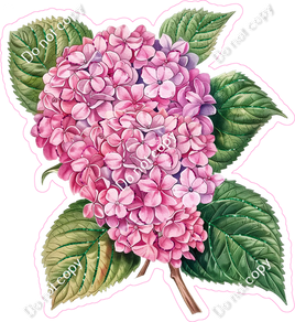 Hydrangea