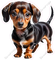 Dachund