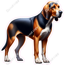 Coonhound