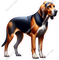 Coonhound