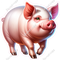 Show Pig