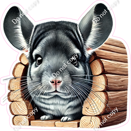 Chinchilla in Home
