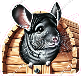 Chinchilla in Home
