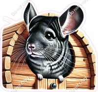 Chinchilla in Home