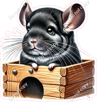 Chinchilla in Box