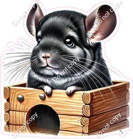 Chinchilla in Box