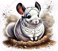 Chinchilla in Sand