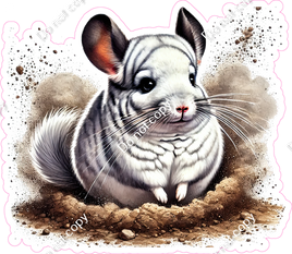 Chinchilla in Sand
