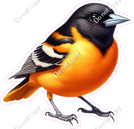 Baltimore Oriole Bird