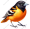 Baltimore Oriole Bird
