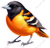 Baltimore Oriole Bird