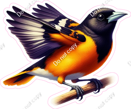 Baltimore Oriole Bird