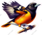 Baltimore Oriole Bird