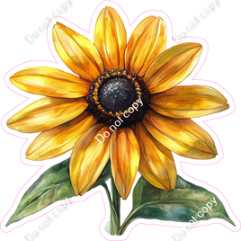 Black Eyed Susan Flower