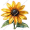 Black Eyed Susan Flower