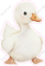 Baby Goose