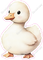 Baby Goose