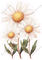 Daisies