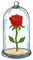 Red Rose in Glass