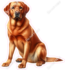 Red Labrador Retriever