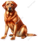 Red Labrador Retriever