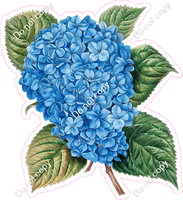 Hydrangea
