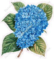 Hydrangea