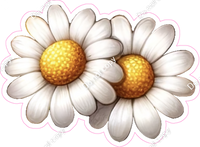 Daisy