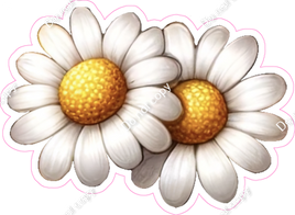 Daisy