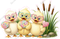 Ducks