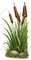 Cat Tails