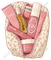 Makeup Bag