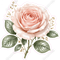 Wedding Rose