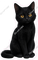 Black Cat