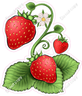 Strawberries on Vine 1