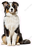 Australian Shepherd Dog w/ Variants