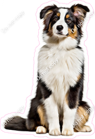 Australian Shepherd Dog w/ Variants