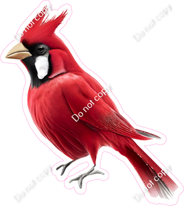 Cardinal Bird 3 w/ Variants