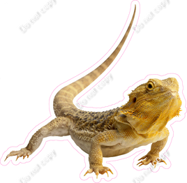 Bearded Dragon Lizard w/ Variants