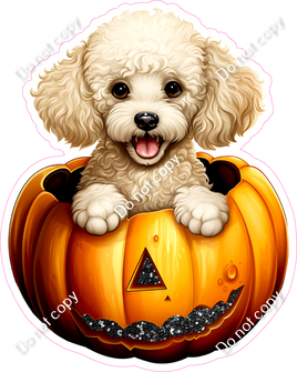 Poodle in Pumpkin